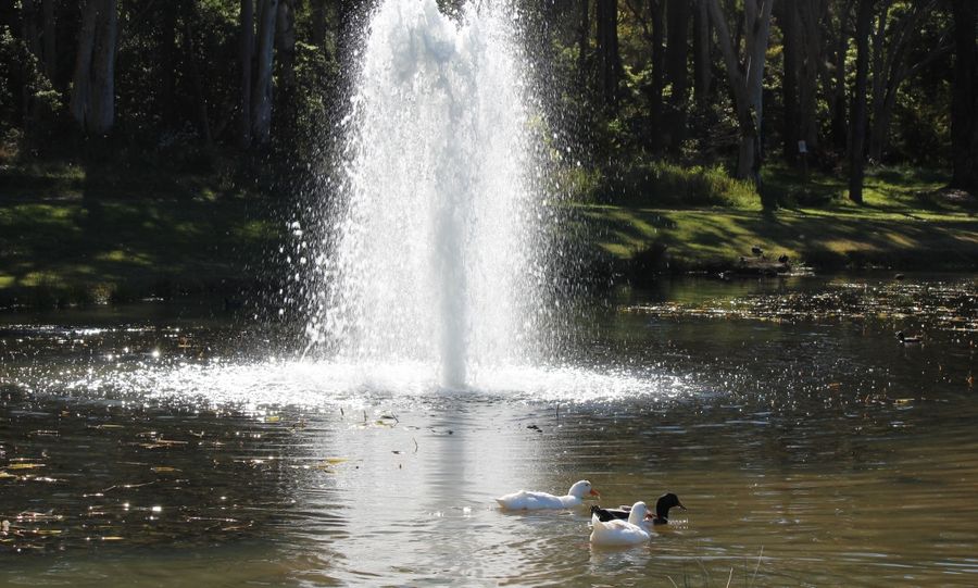 Macquarie Uni Duck Pond