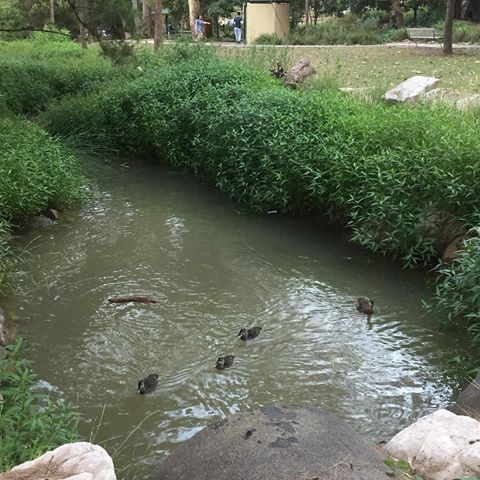 Duck Ponds in Ryde