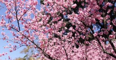 Sydney Cherry Blossom Festival, Auburb Botanic Gardens