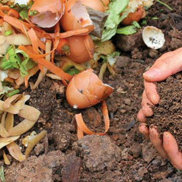 10 Surprising​ Facts About Worm Farming and Composting
