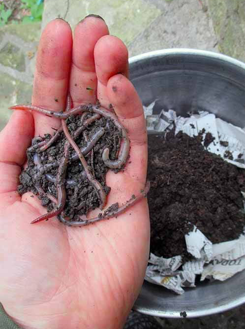 Composting and Worm Farming Workshop, North Ryde
