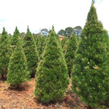 Where to Buy a Real Christmas Tree Around Ryde