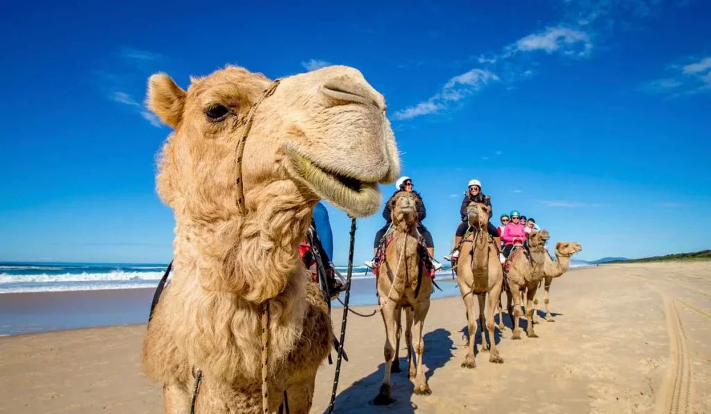 Camel Ride Lighthouse Beach