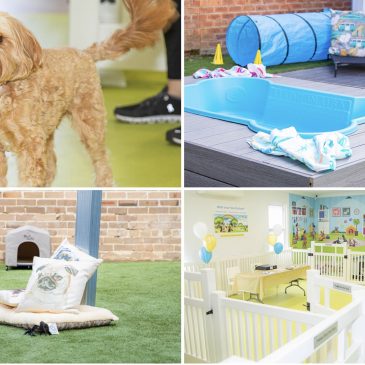 Gladesville is Getting a Doggy Daycare!